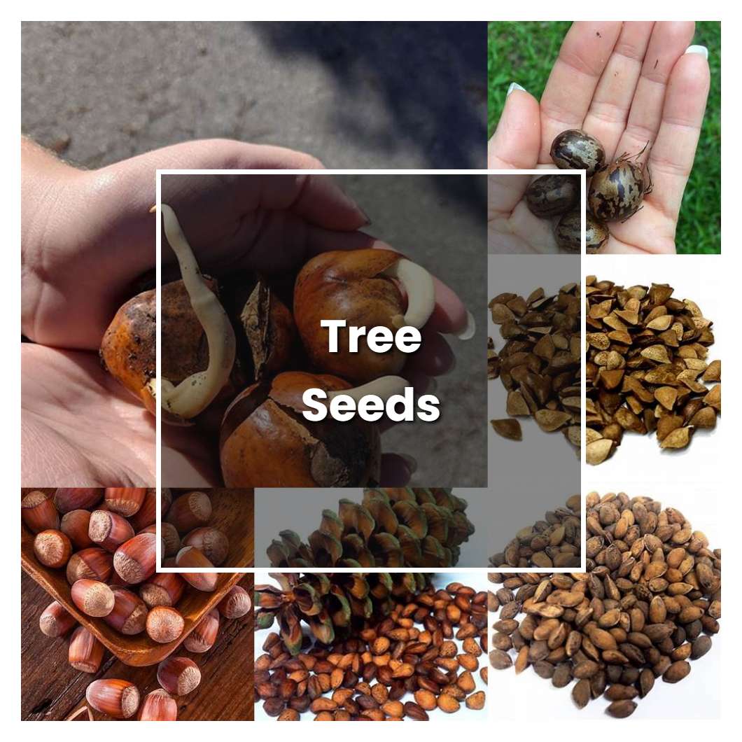 how-to-grow-tree-seeds-plant-care-tips-norwichgardener