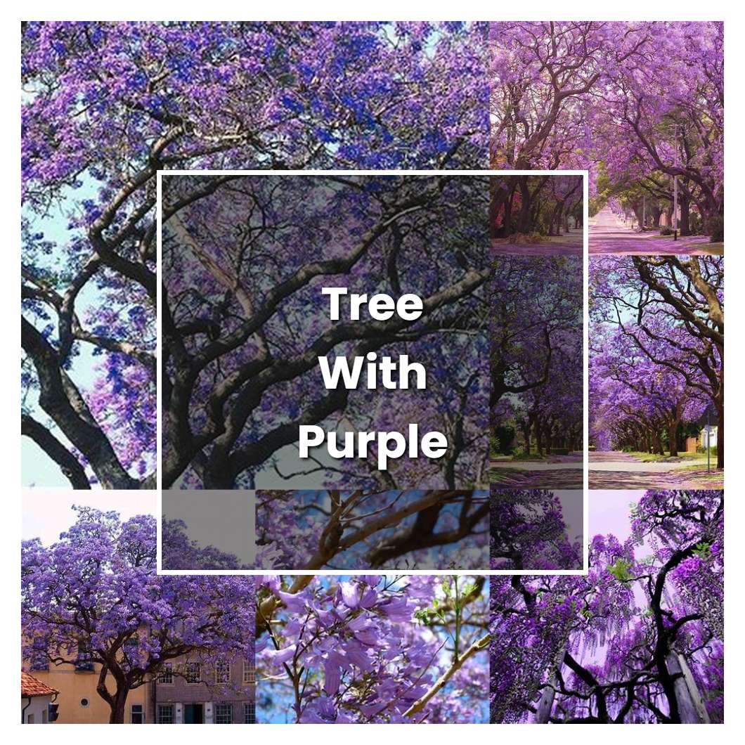 How To Grow Tree With Purple Flowers Plant Care Tips Norwichgardener