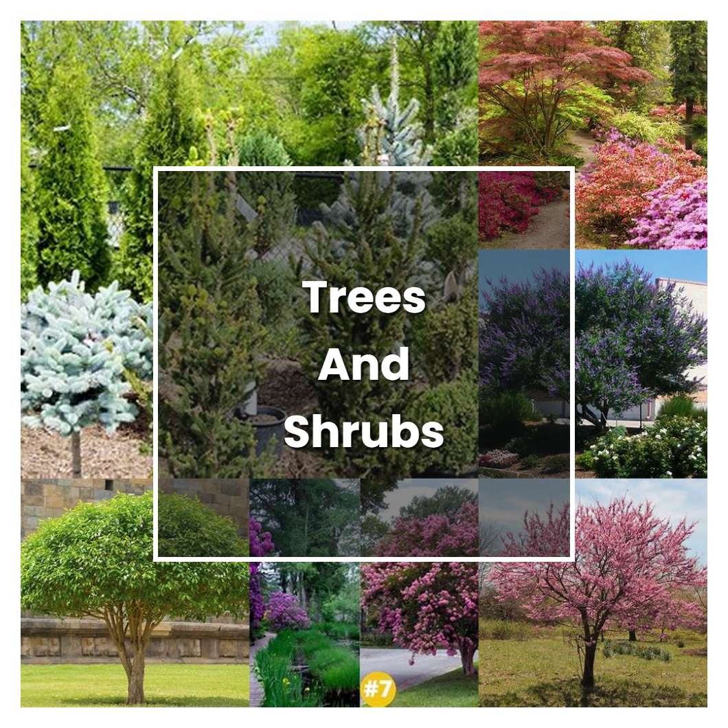 How to Grow Trees And Shrubs - Plant Care & Tips | NorwichGardener