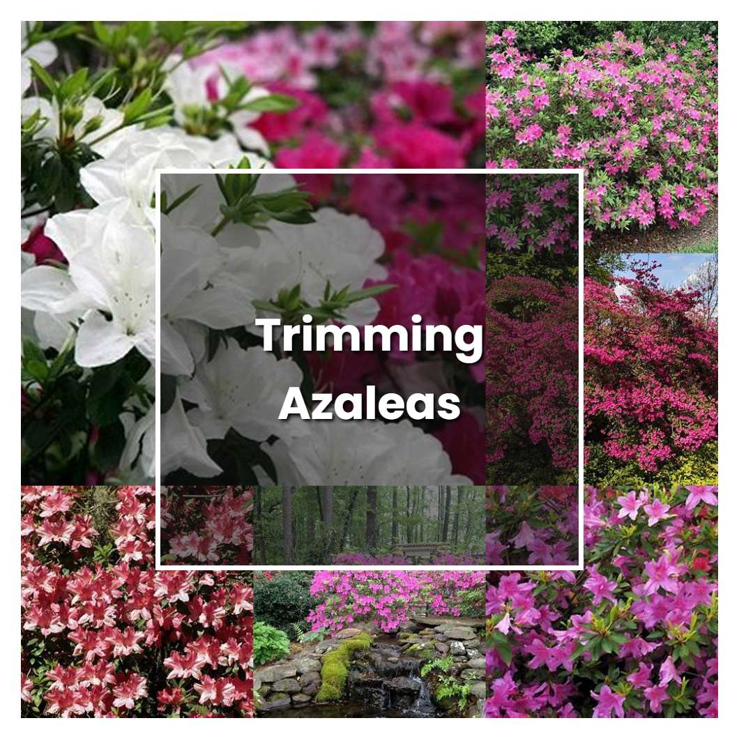 How To Grow Trimming Azaleas - Plant Care & Tips | NorwichGardener