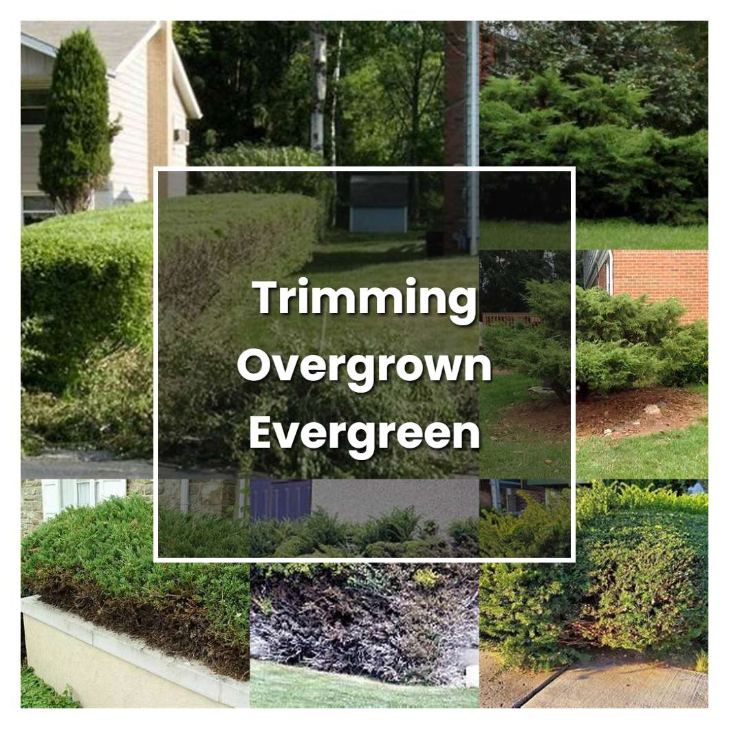 How to Grow Trimming Overgrown Evergreen Bushes - Plant Care & Tips