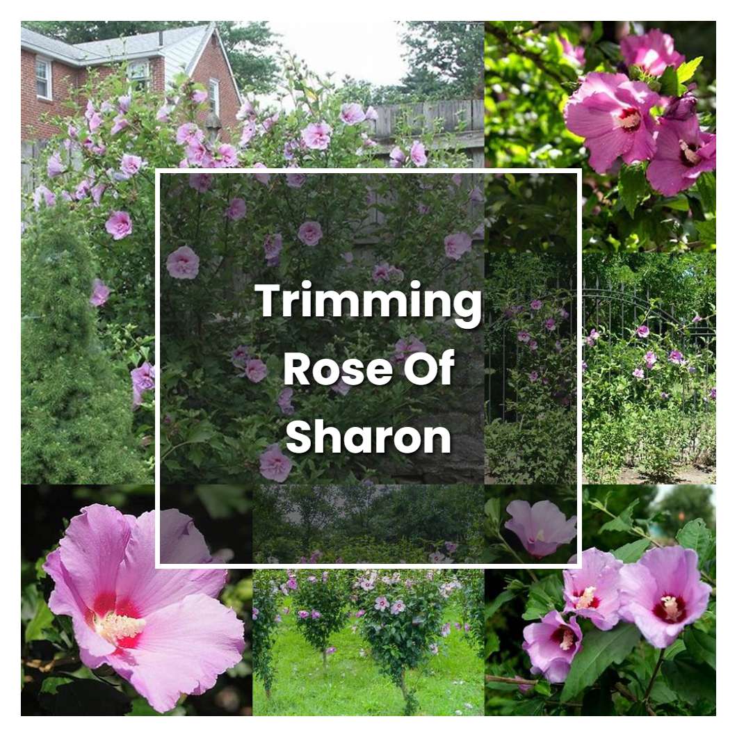 How to Grow Trimming Rose Of Sharon - Plant Care & Tips