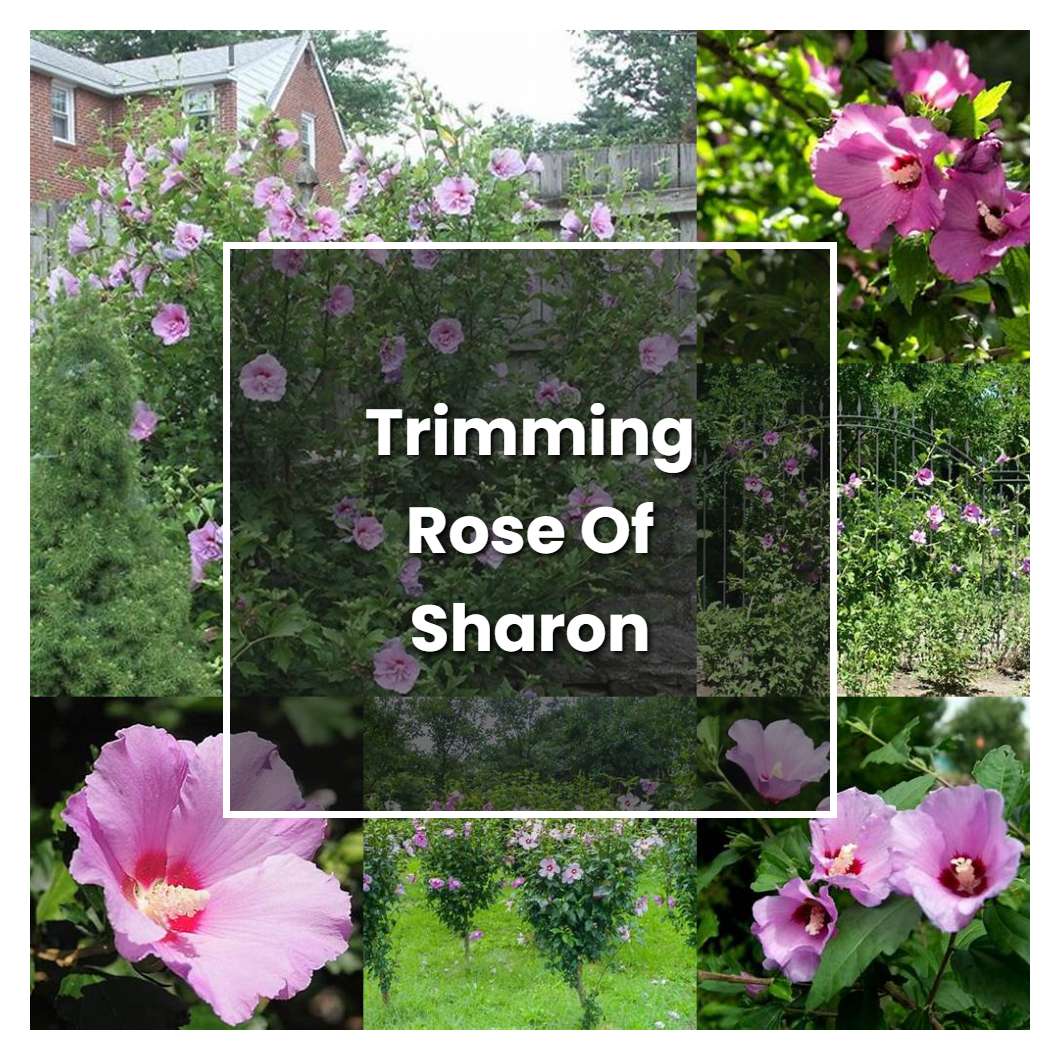 How To Grow Trimming Rose Of Sharon Plant Care Tips NorwichGardener