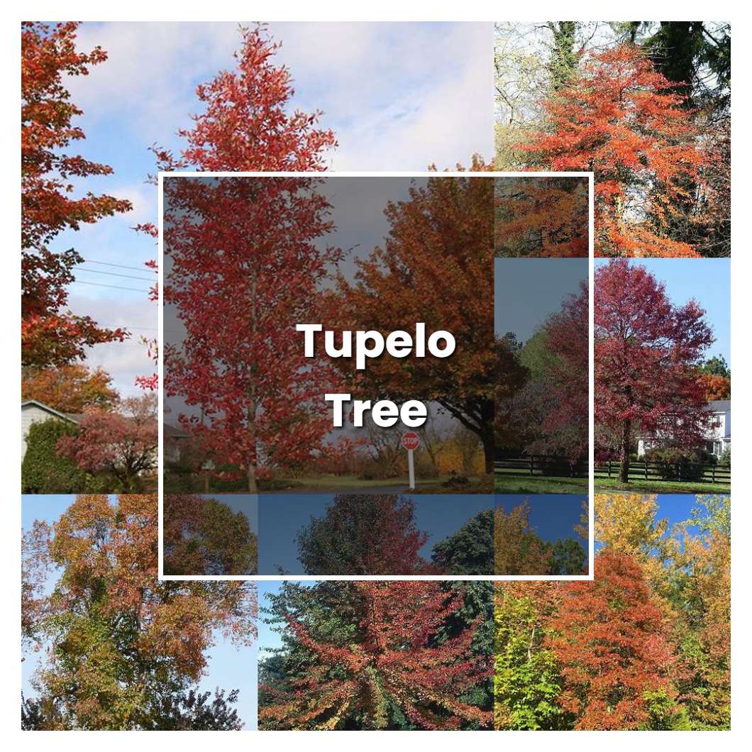 How To Grow Tupelo Tree Plant Care And Tips Norwichgardener