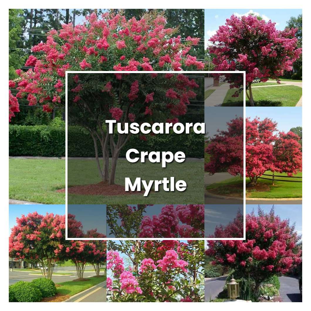 How to Grow Tuscarora Crape Myrtle - Plant Care & Tips | NorwichGardener