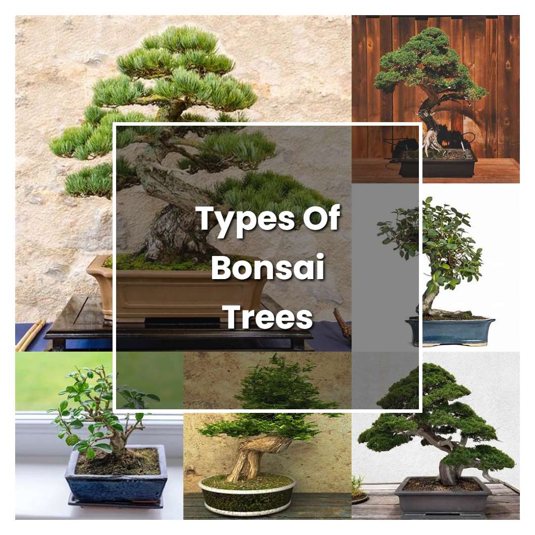 How to Grow Types Of Bonsai Trees Plant Care & Tips NorwichGardener