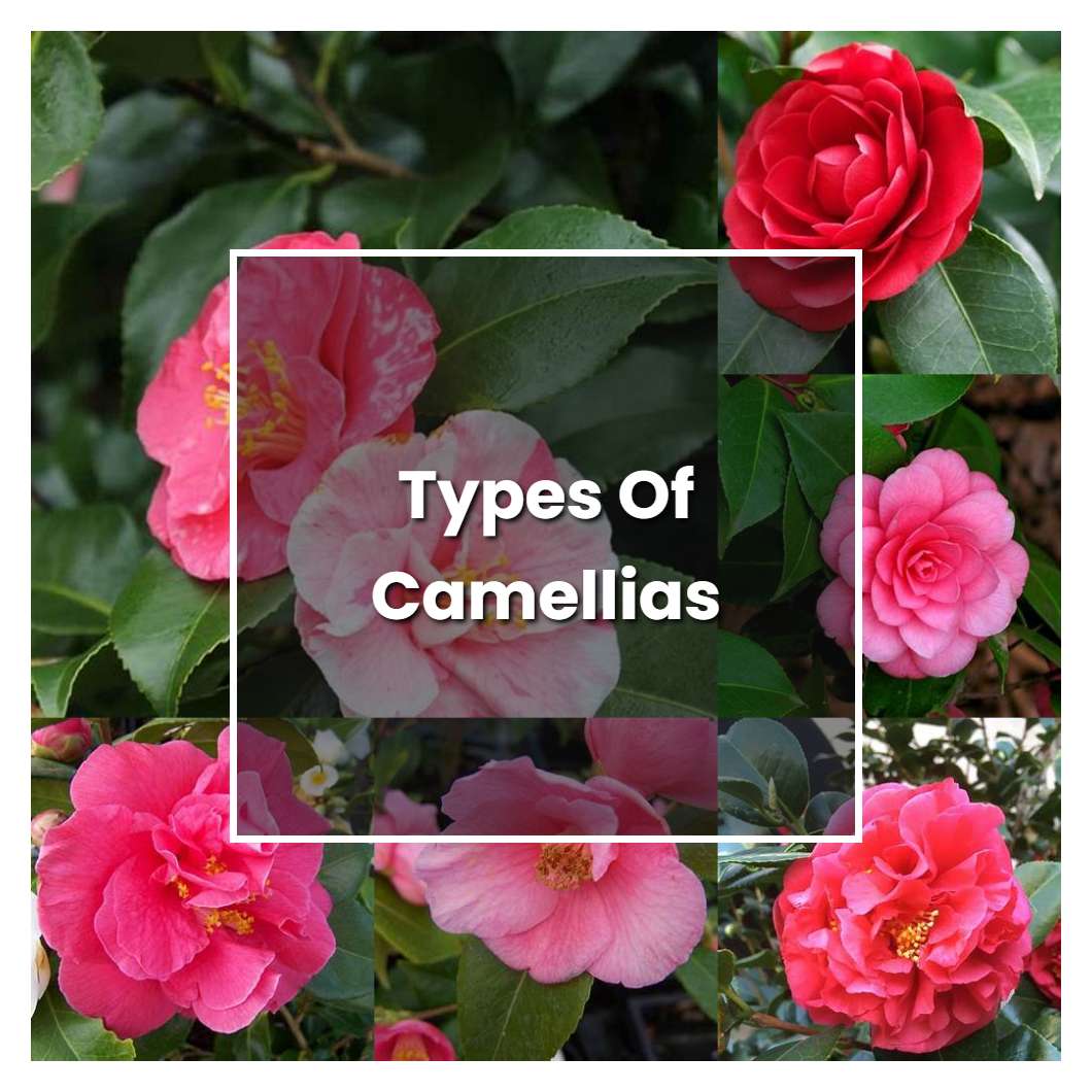 How to Grow Types Of Camellias - Plant Care & Tips | NorwichGardener