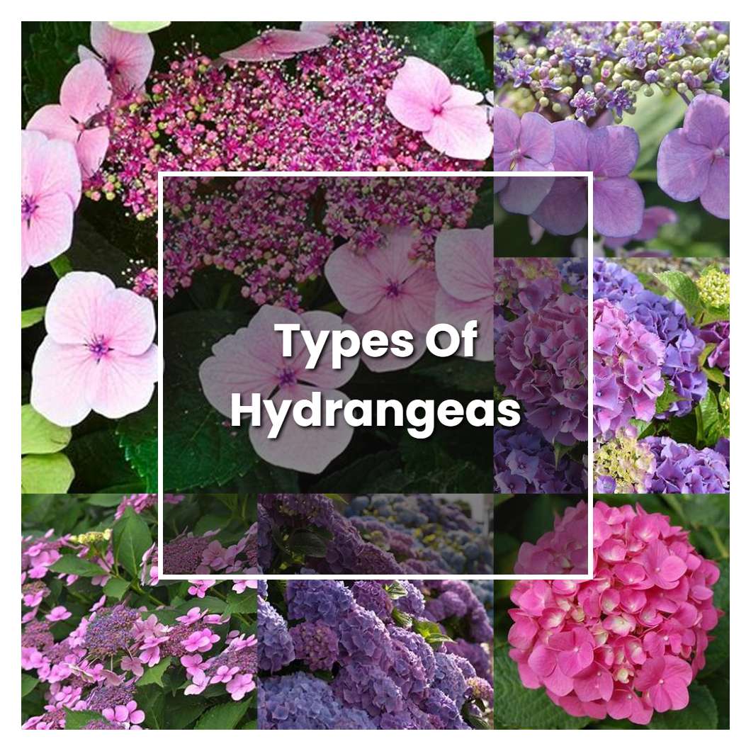 How To Grow Types Of Hydrangeas Plant Care And Tips Norwichgardener 3943