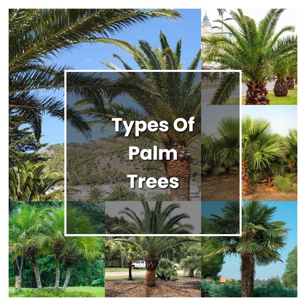 How To Grow Types Of Palm Trees Plant Care And Tips Norwichgardener 4453