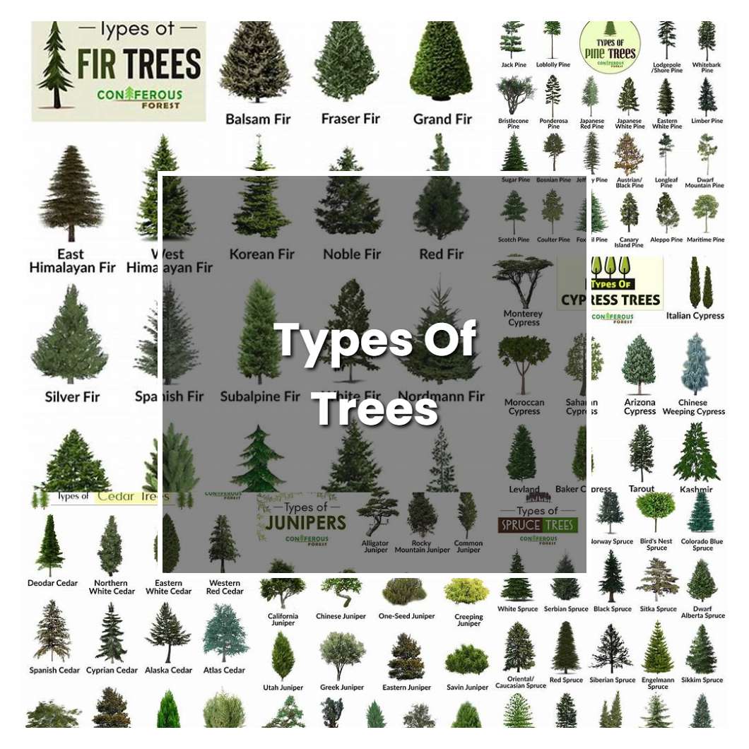 How to Grow Types Of Trees - Plant Care & Tips | NorwichGardener