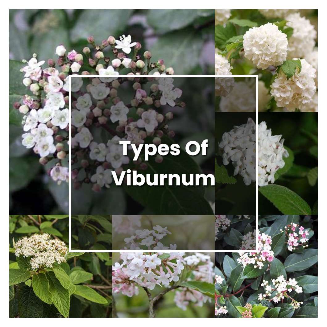 How To Grow Types Of Viburnum Plant Care And Tips Norwichgardener