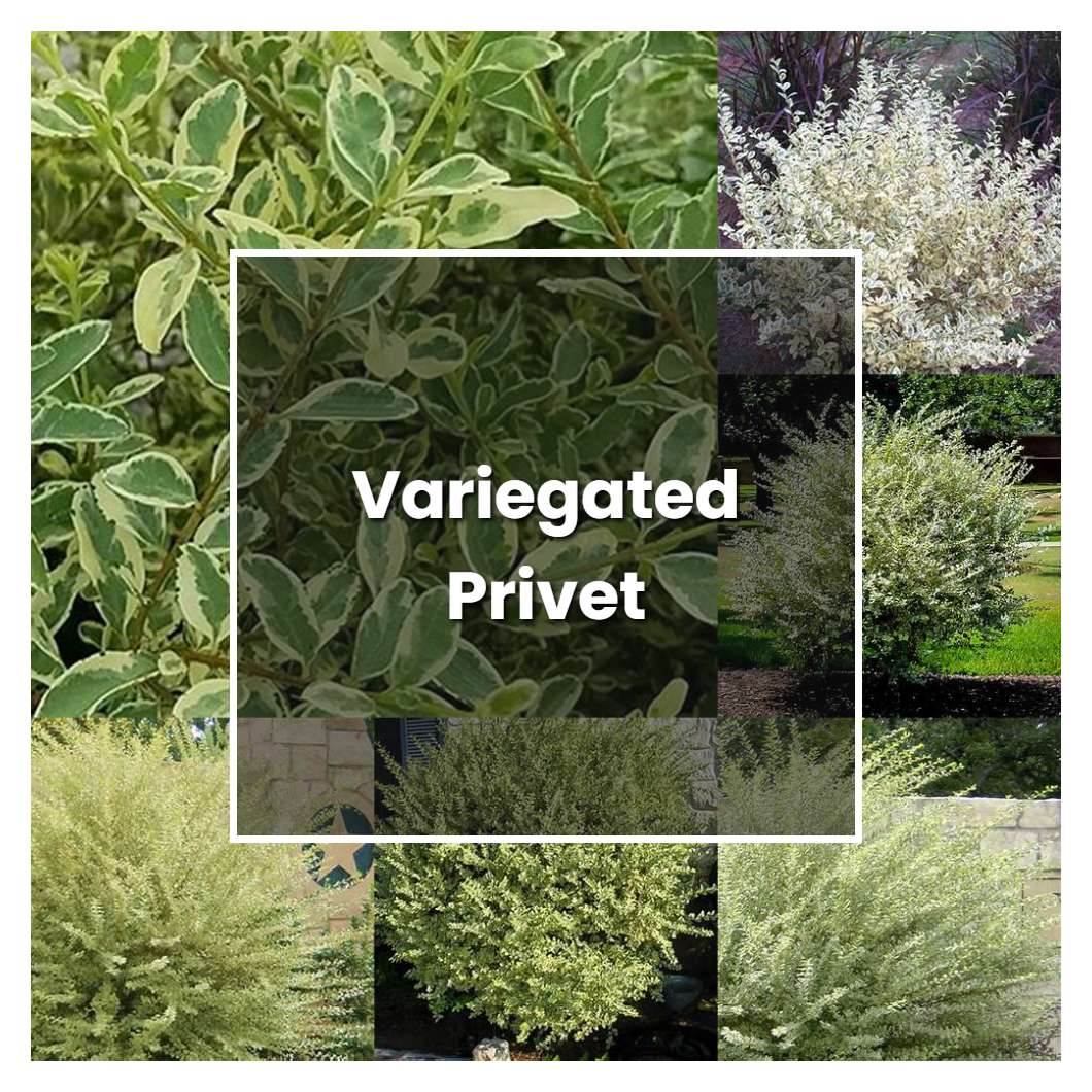 How to Grow Variegated Privet - Plant Care & Tips