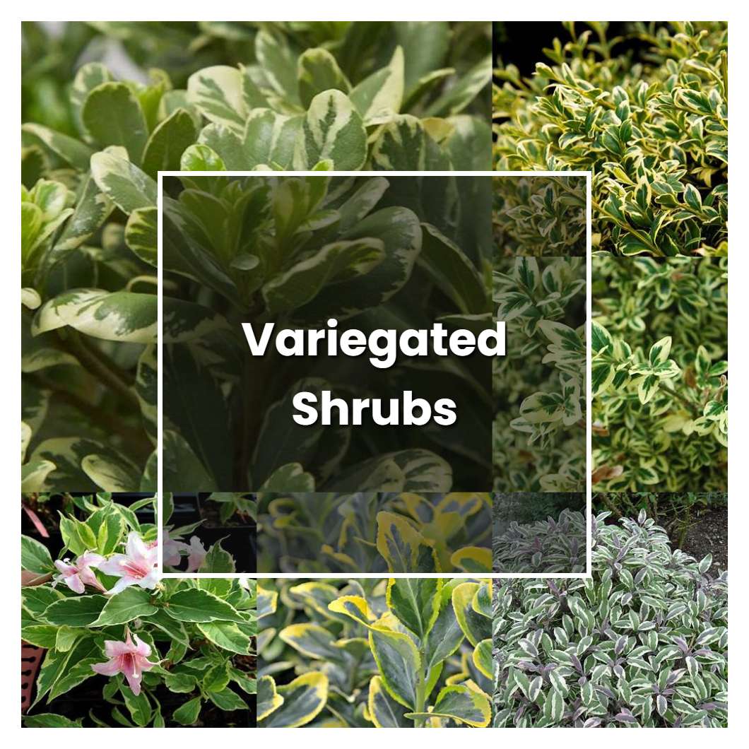 How To Grow Variegated Shrubs Plant Care And Tips Norwichgardener