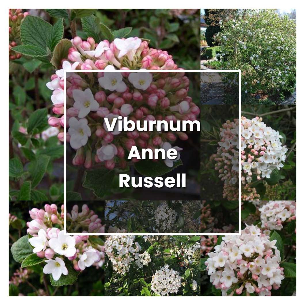 How To Grow Viburnum Anne Russell Plant Care And Tips Norwichgardener