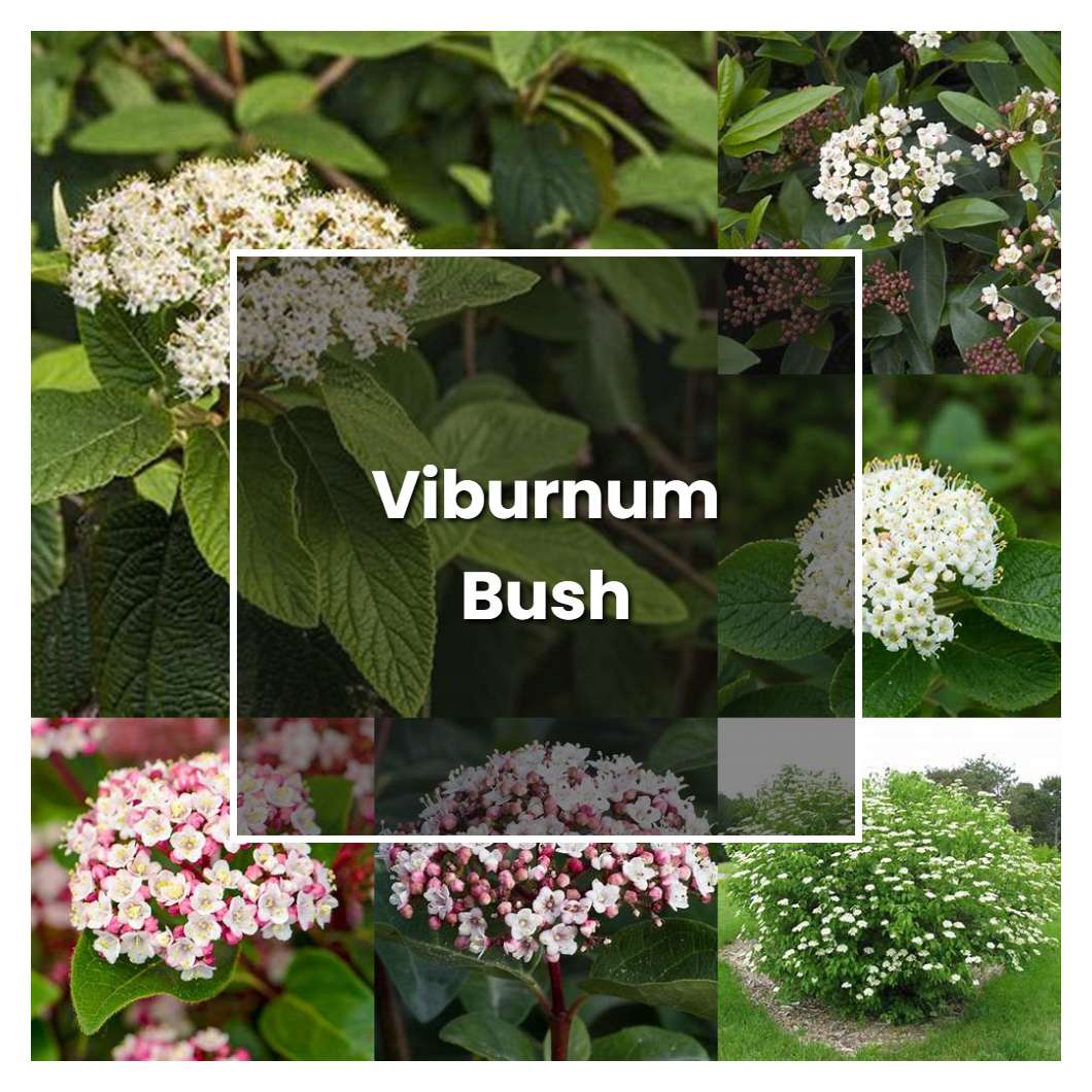 How To Grow Viburnum Bush Plant Care And Tips Norwichgardener