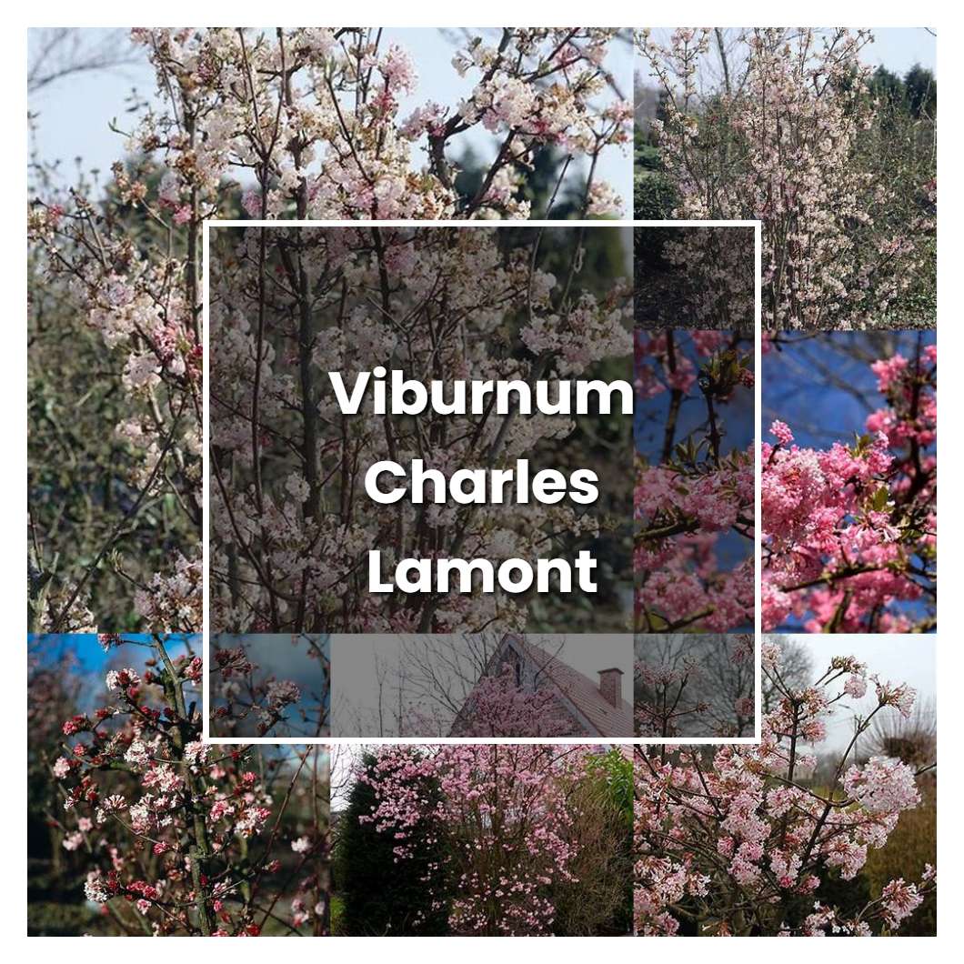 How to Grow Viburnum Charles Lamont - Plant Care & Tips