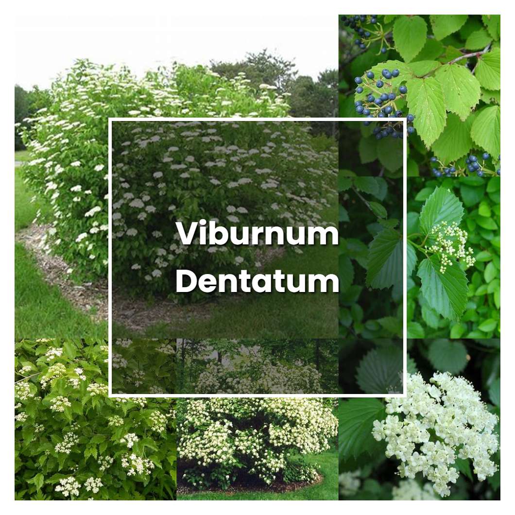 How To Grow Viburnum Dentatum Plant Care And Tips Norwichgardener