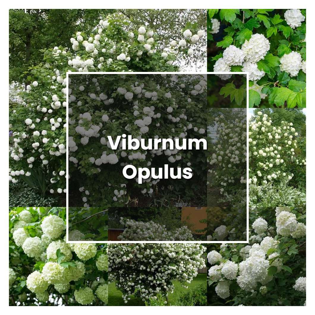 How to Grow Viburnum Opulus - Plant Care & Tips