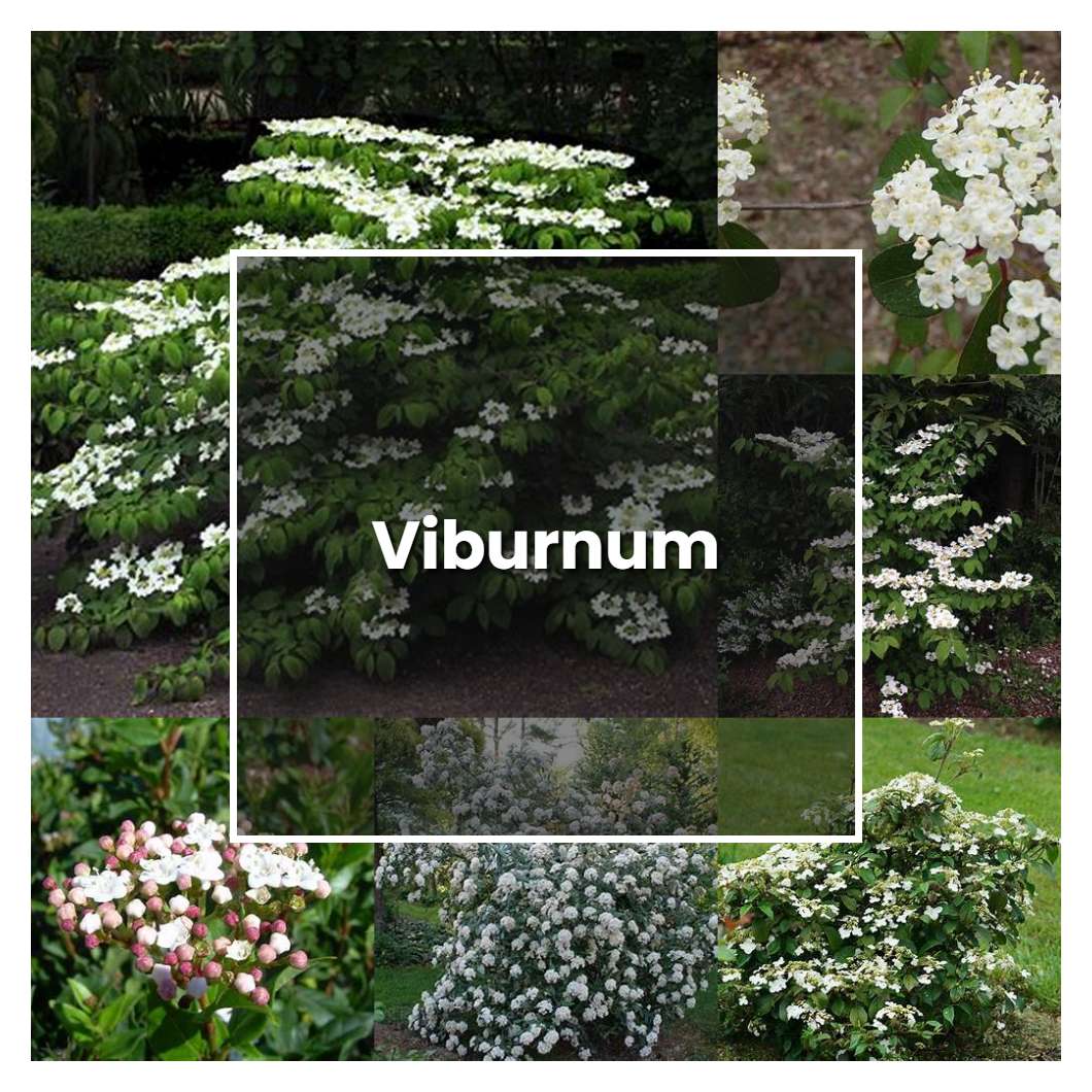 How To Grow Viburnum Plant Care And Tips Norwichgardener