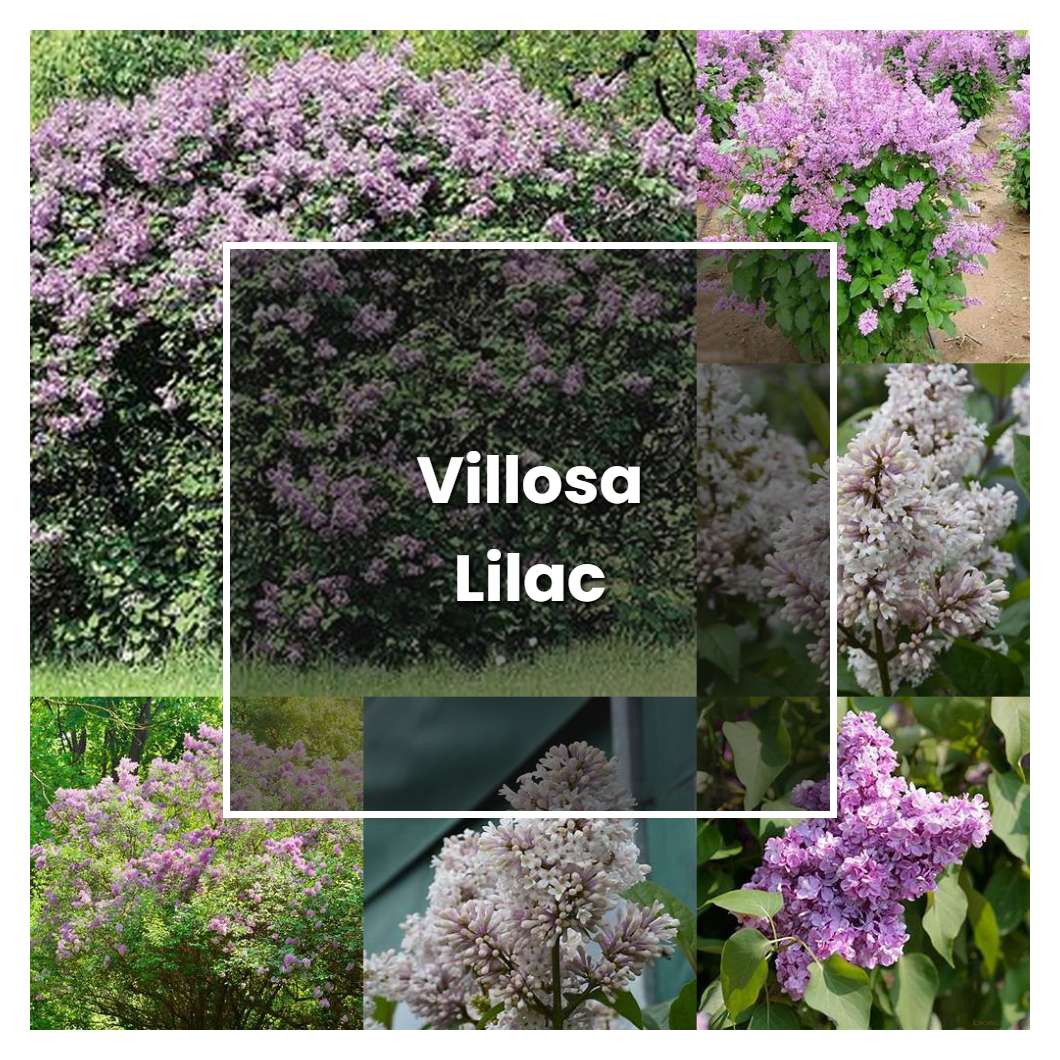 How to Grow Villosa Lilac - Plant Care & Tips | NorwichGardener