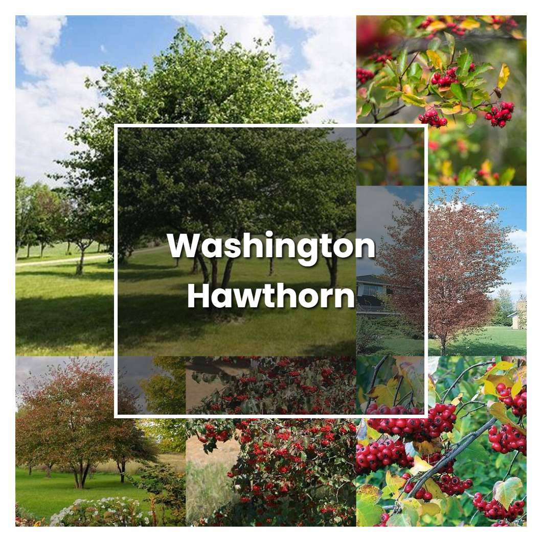 How to Grow Washington Hawthorn Plant Care & Tips NorwichGardener