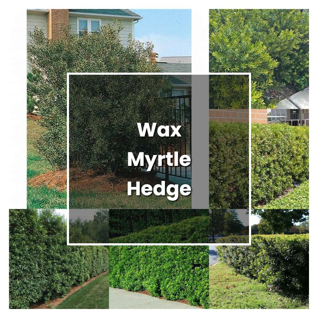 How to Grow Wax Myrtle Hedge - Plant Care & Tips | NorwichGardener