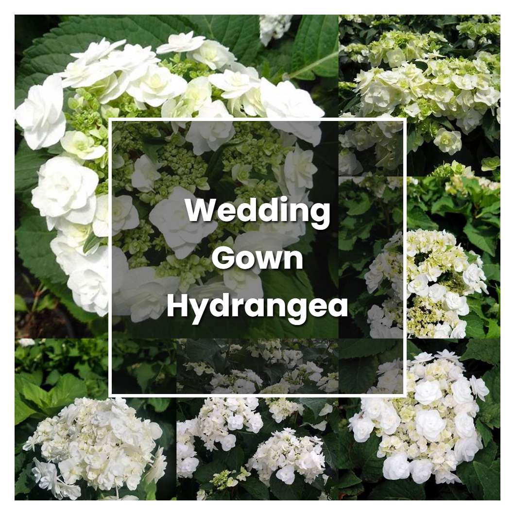 How to Grow Wedding Gown Hydrangea - Plant Care & Tips | NorwichGardener