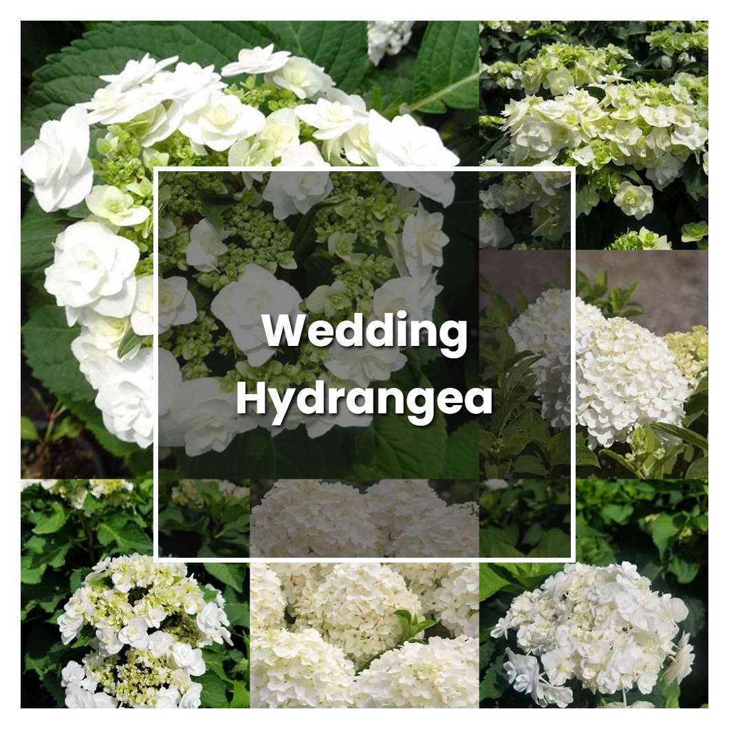 How To Grow Wedding Hydrangea - Plant Care & Tips | NorwichGardener