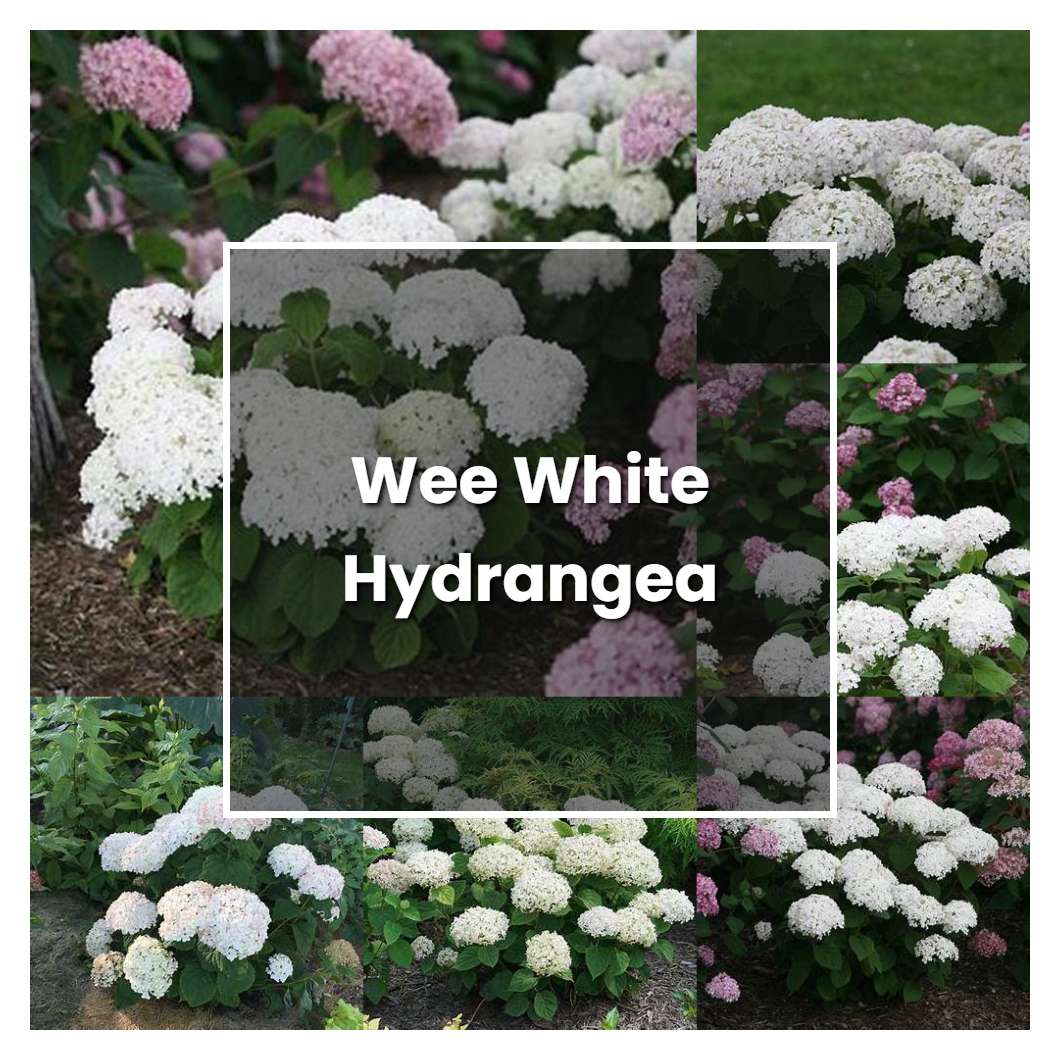 How to Grow Wee White Hydrangea - Plant Care & Tips