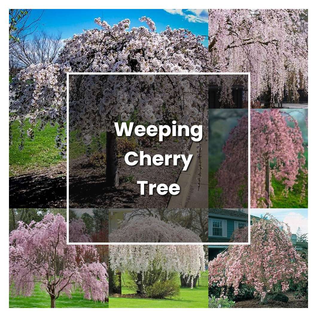 How To Grow Weeping Cherry Tree Plant Care And Tips Norwichgardener