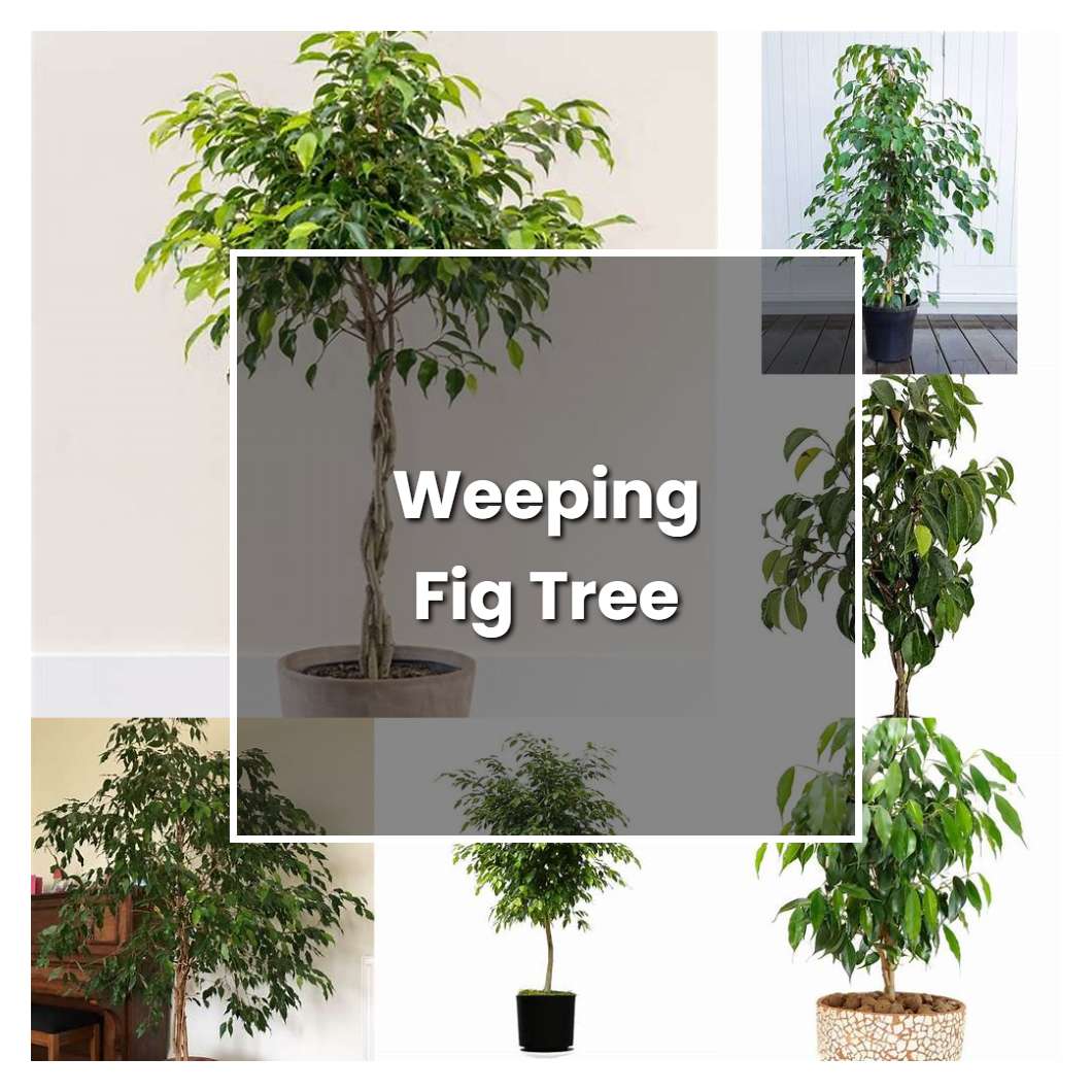 How to Grow Weeping Fig Tree - Plant Care & Tips | NorwichGardener