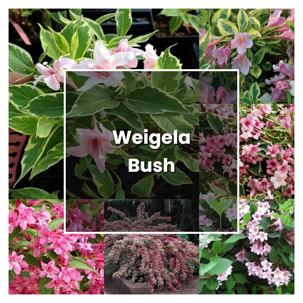 How To Grow Weigela Bush - Plant Care & Tips | NorwichGardener