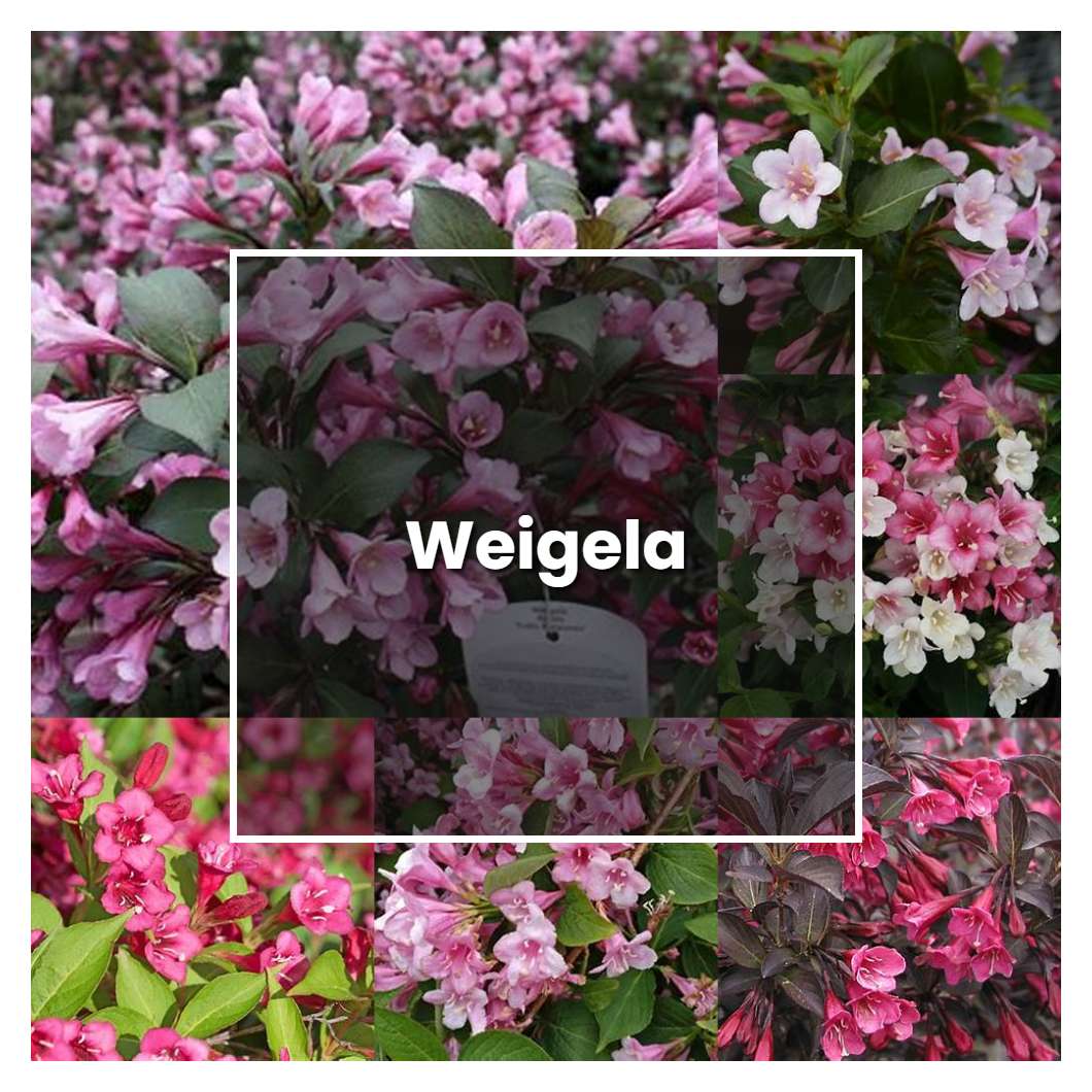 How To Grow Weigela Plant Care And Tips Norwichgardener