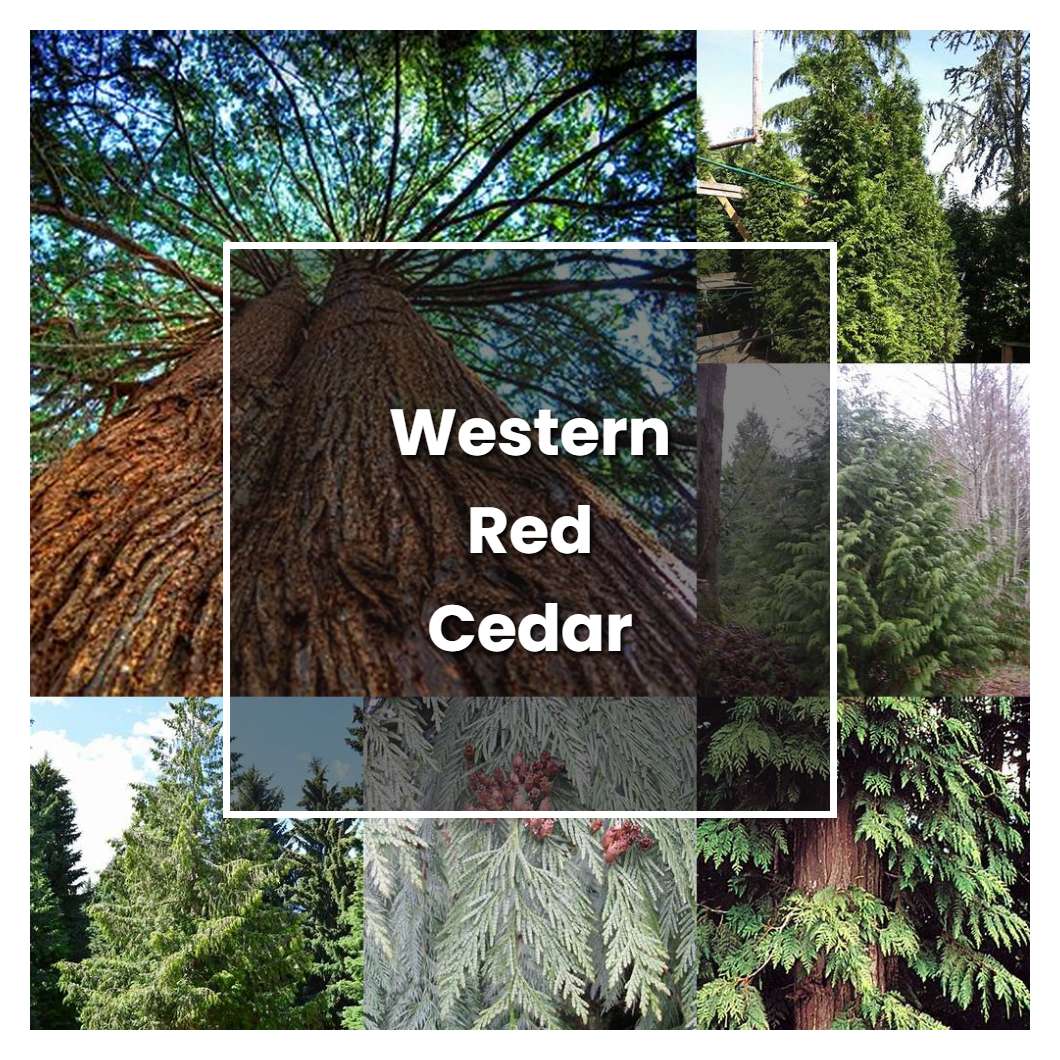 How to Grow Western Red Cedar - Plant Care & Tips
