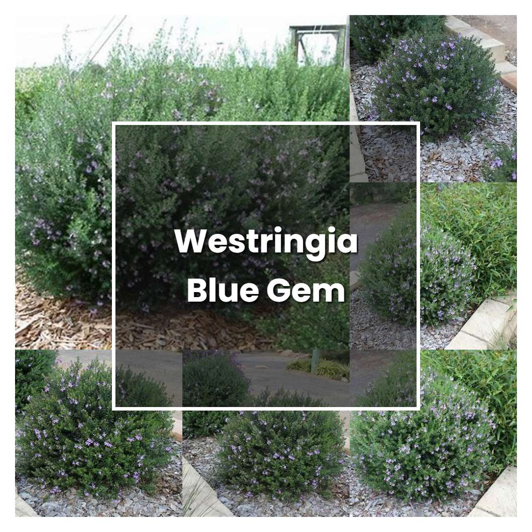 how-to-grow-westringia-blue-gem-plant-care-tips-norwichgardener