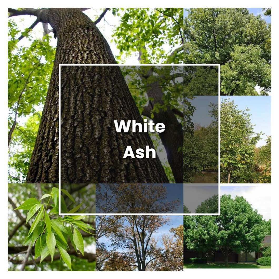 How to Grow White Ash - Plant Care & Tips | NorwichGardener