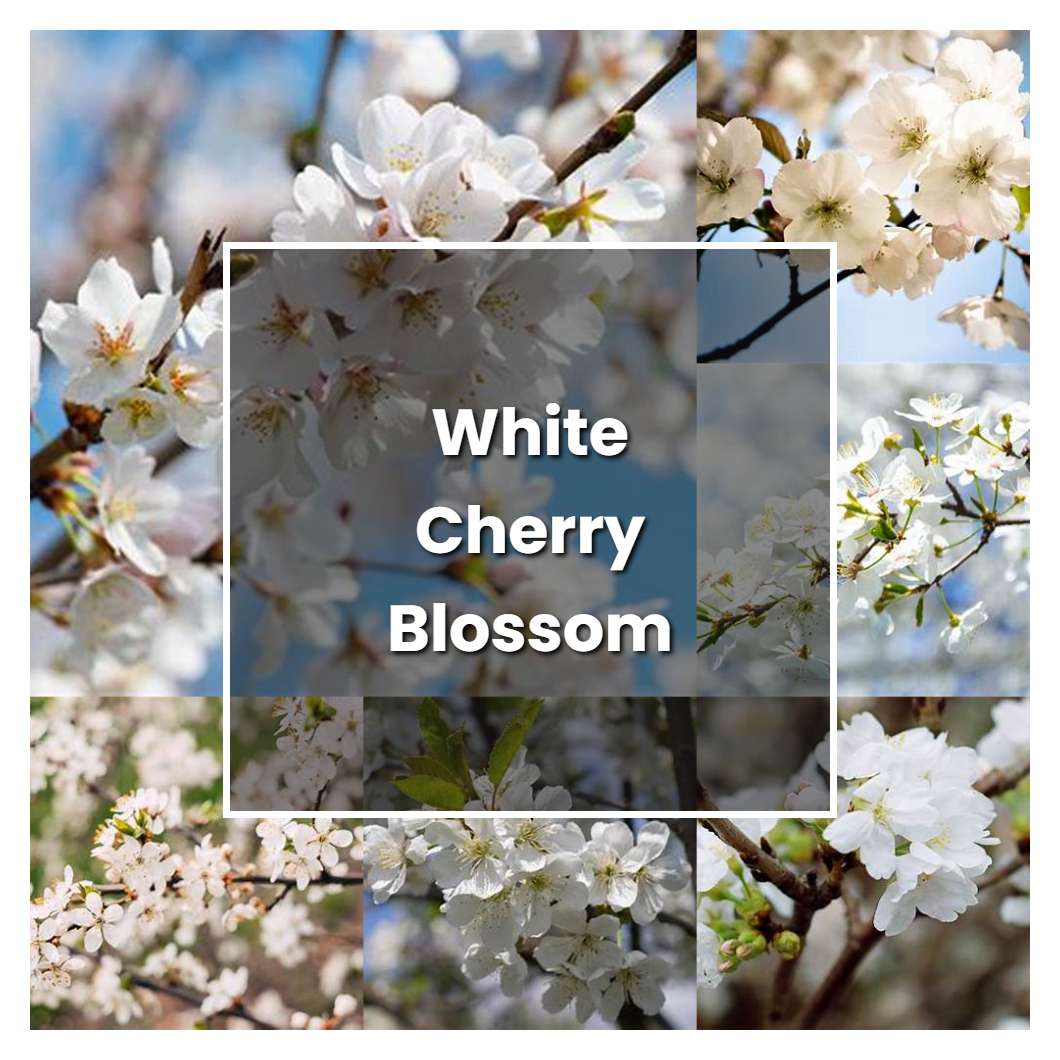 How to Grow White Cherry Blossom - Plant Care & Tips