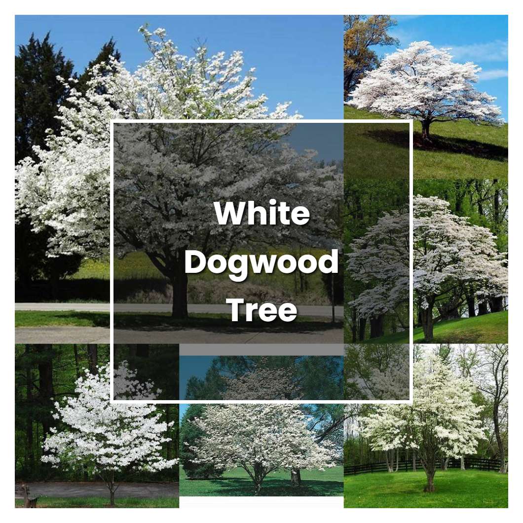 How to Grow White Dogwood Tree - Plant Care & Tips