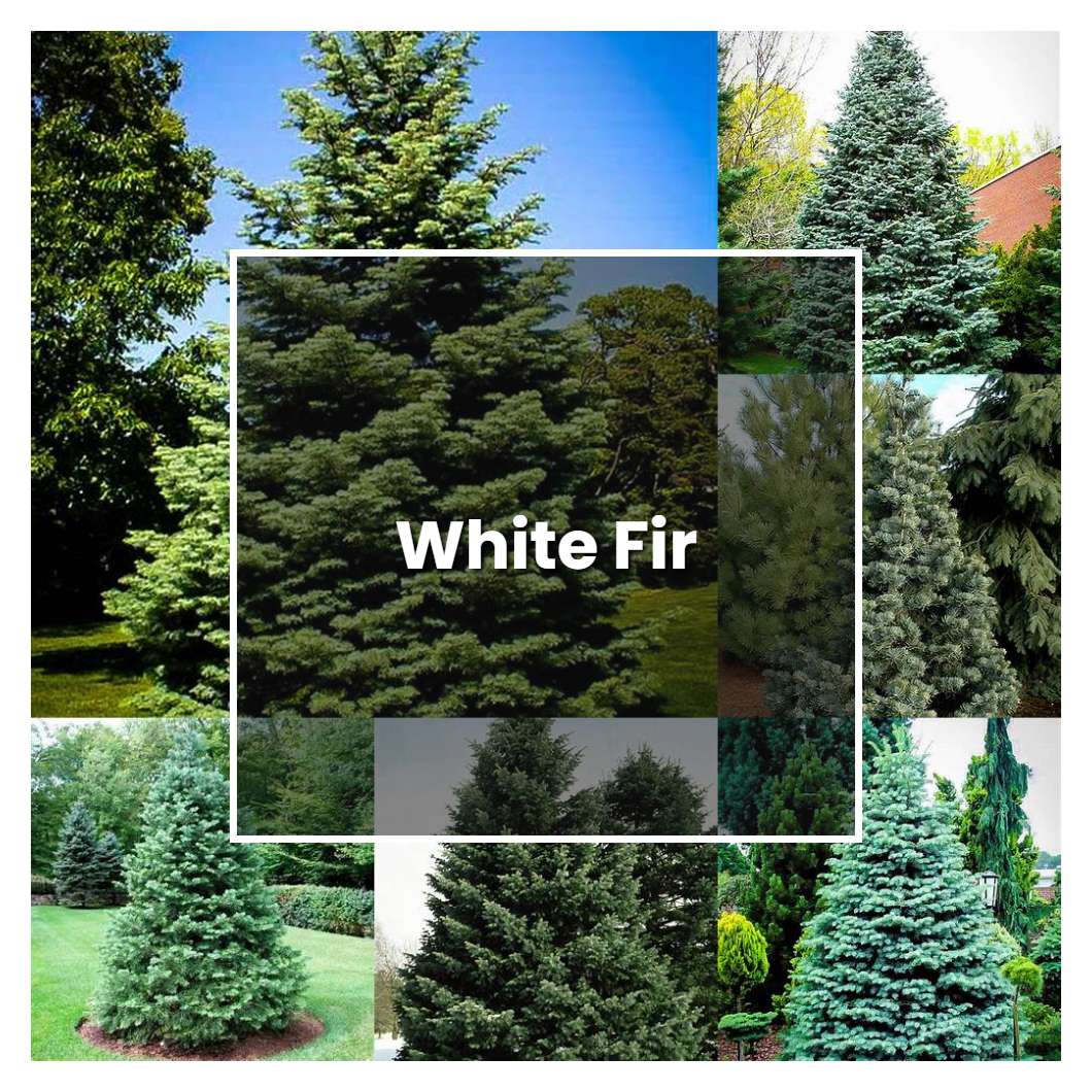 How to Grow White Fir - Plant Care & Tips | NorwichGardener