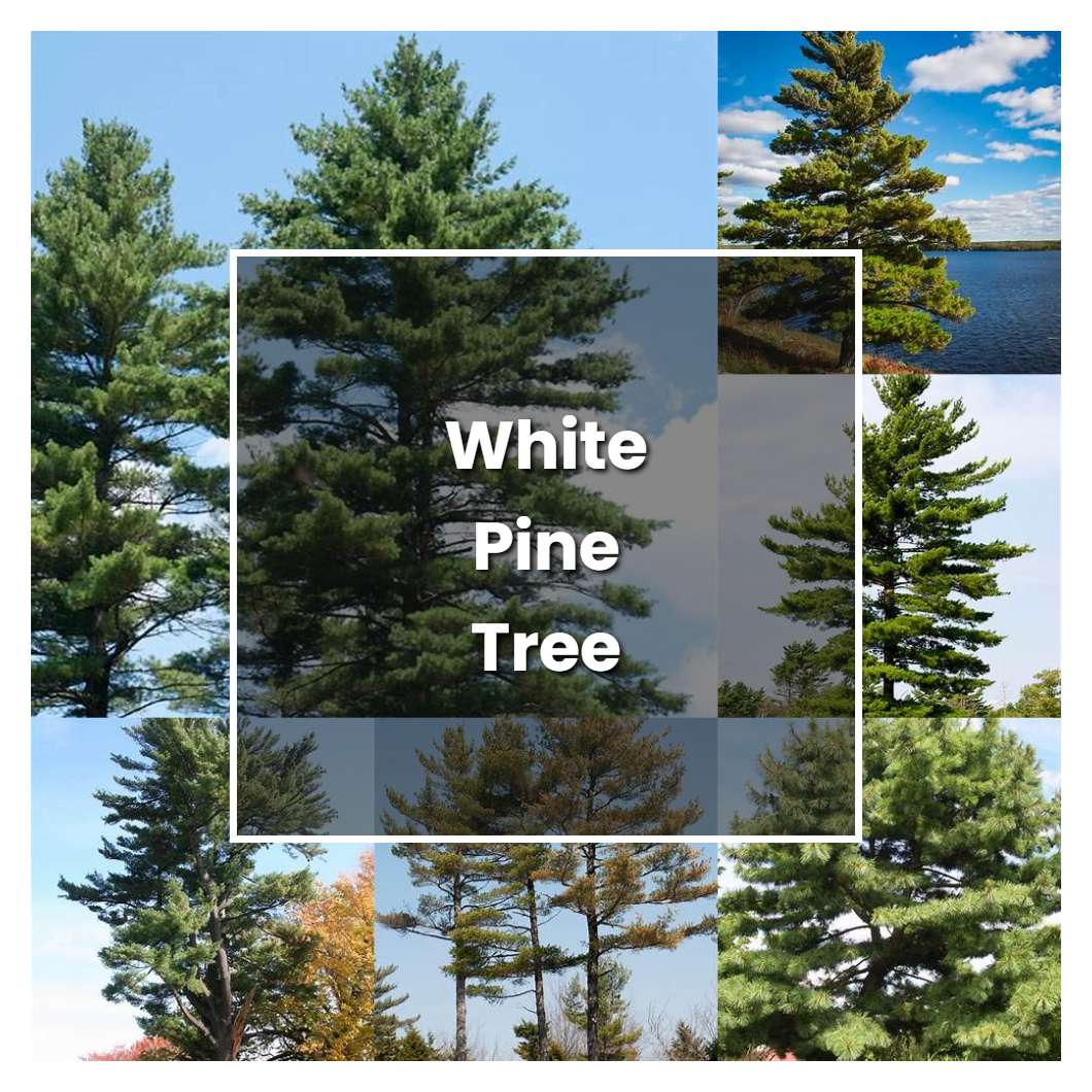 How to Grow White Pine Tree - Plant Care & Tips | NorwichGardener