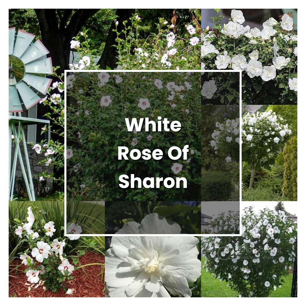 How To Grow White Rose Of Sharon - Plant Care & Tips | NorwichGardener