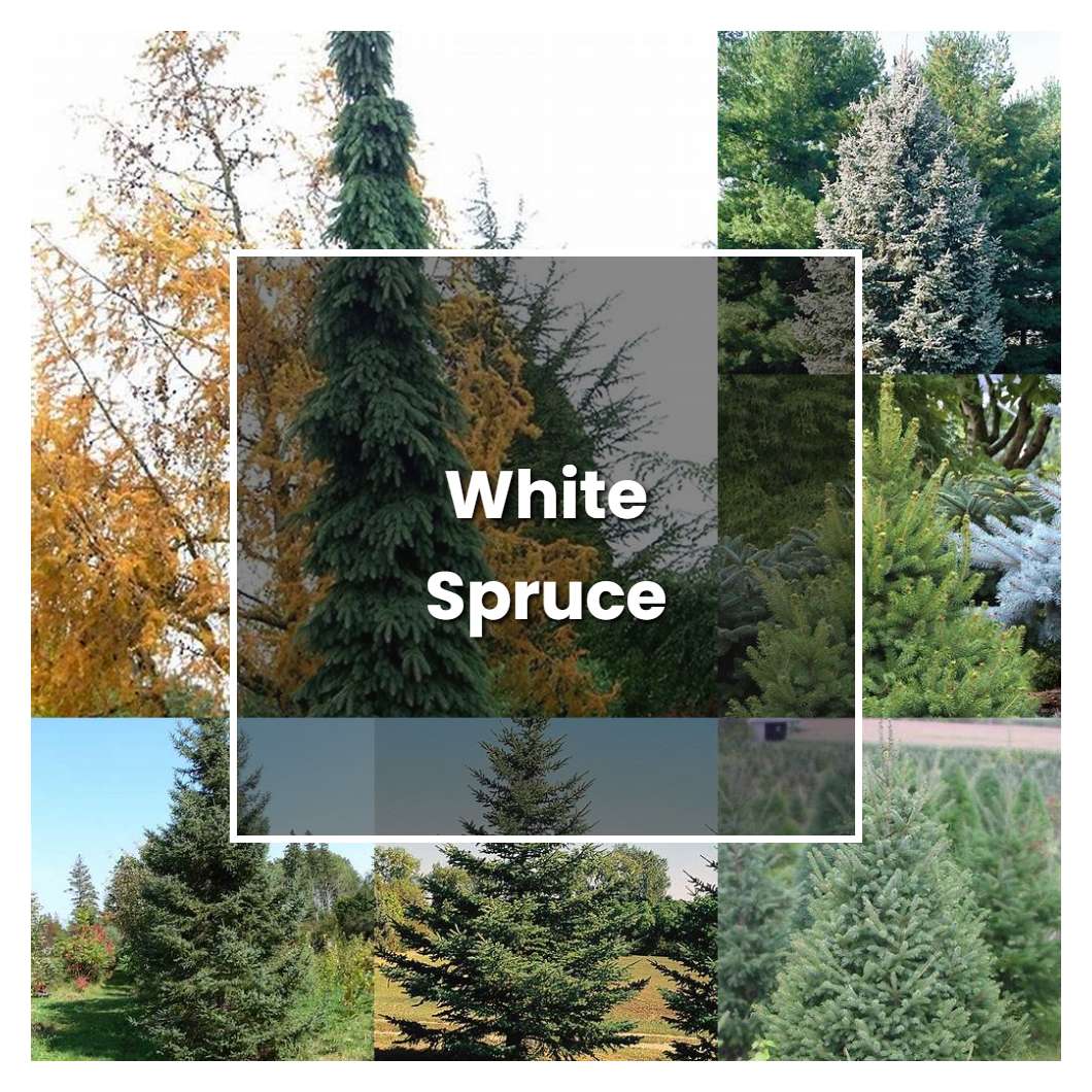 How To Grow White Spruce Plant Care And Tips Norwichgardener