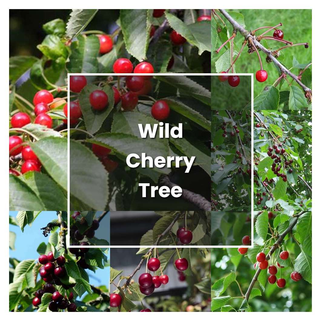 How To Grow Wild Cherry Tree Plant Care And Tips Norwichgardener 1348