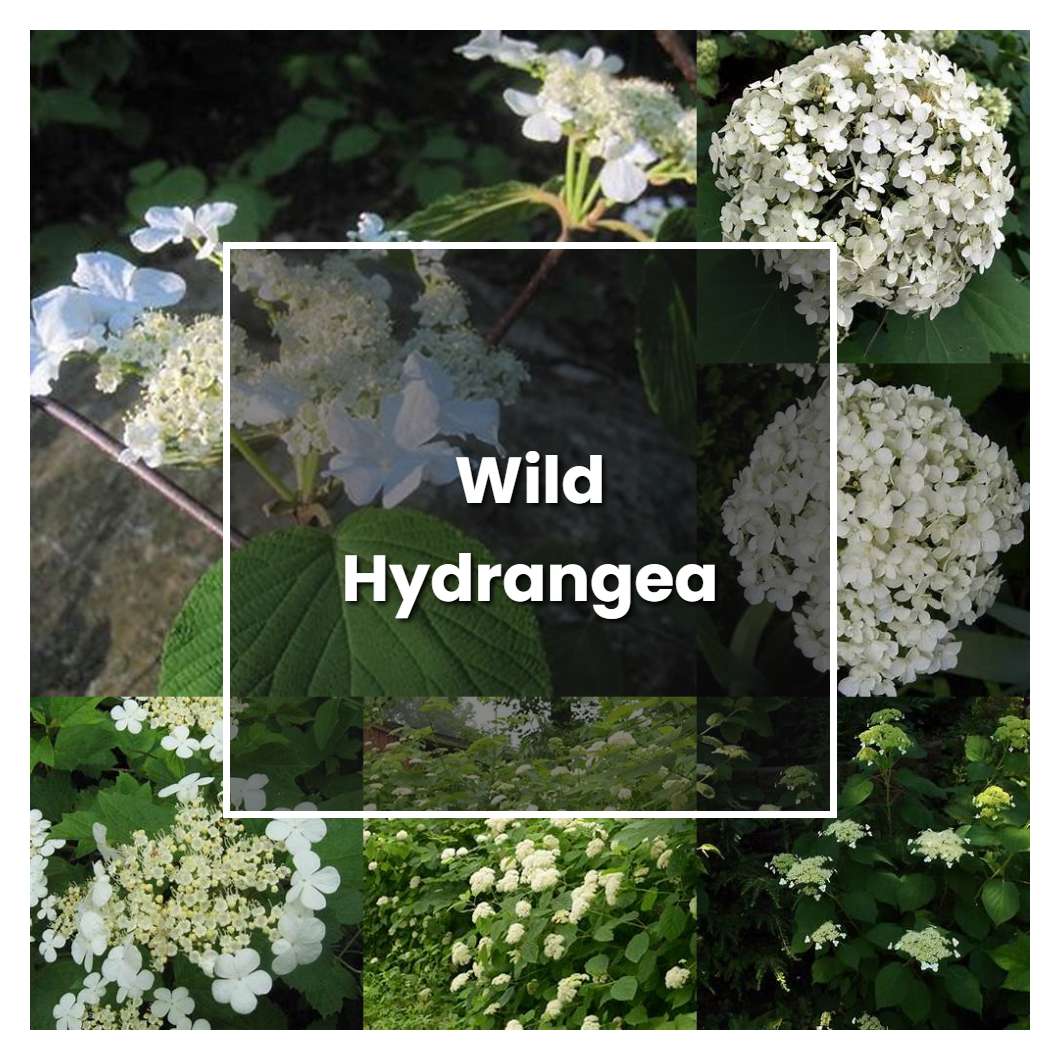 How to Grow Wild Hydrangea - Plant Care & Tips