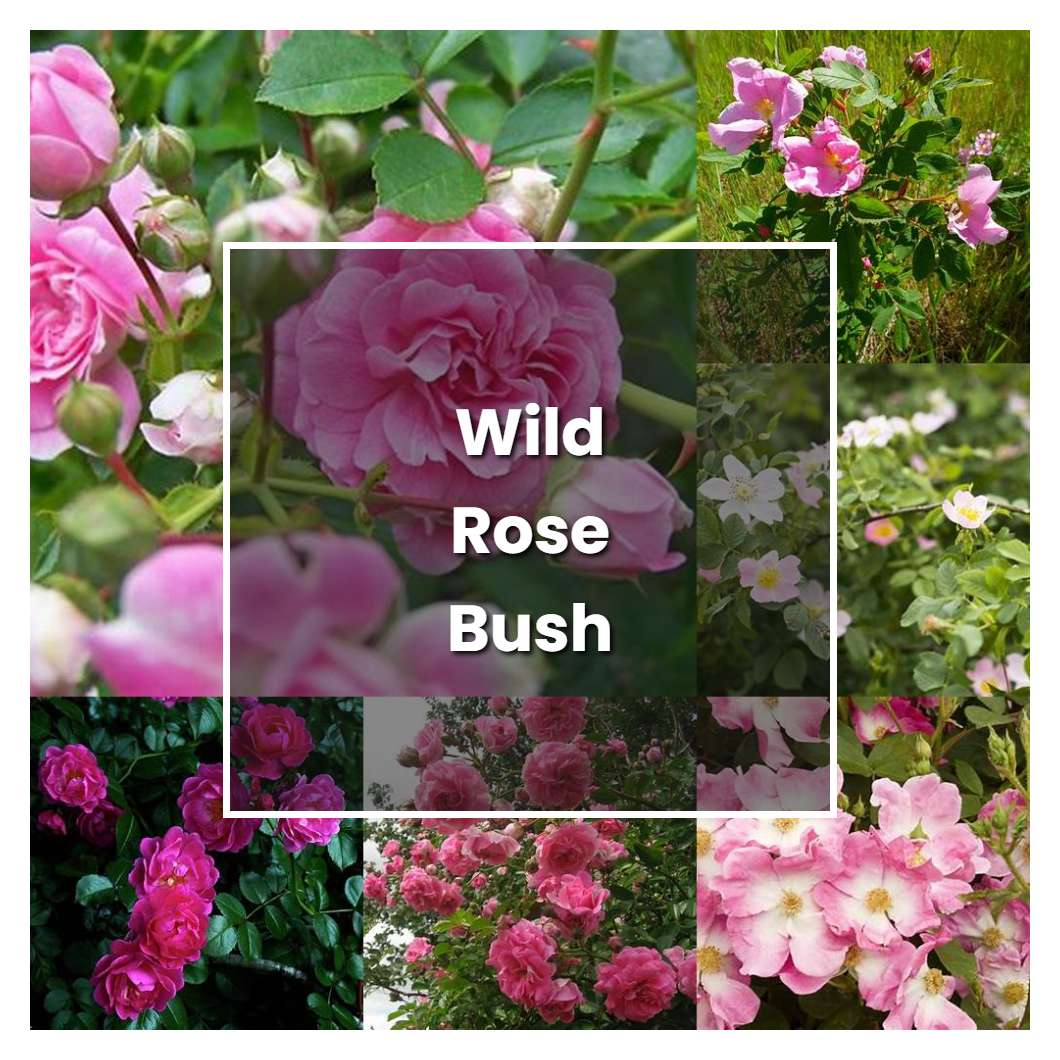 How To Grow Wild Rose Bush Plant Care And Tips Norwichgardener 