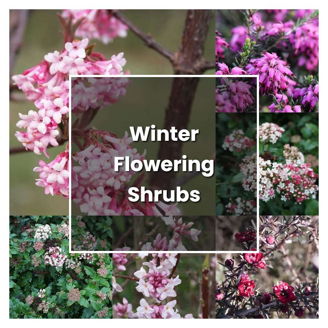 How to Grow Winter Flowering Shrubs - Plant Care & Tips