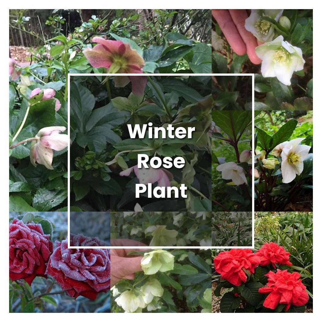 How to Grow Winter Rose Plant - Plant Care & Tips | NorwichGardener