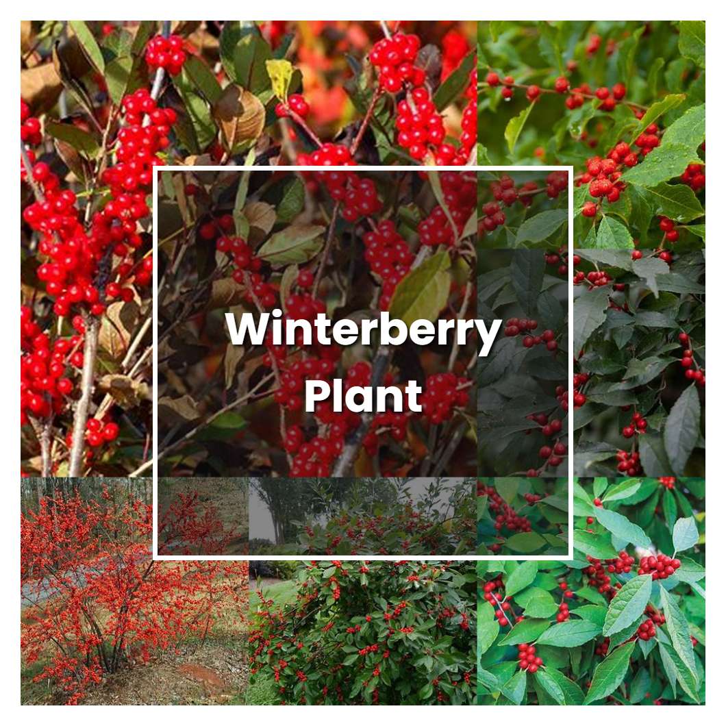 How to Grow Winterberry Plant - Plant Care & Tips