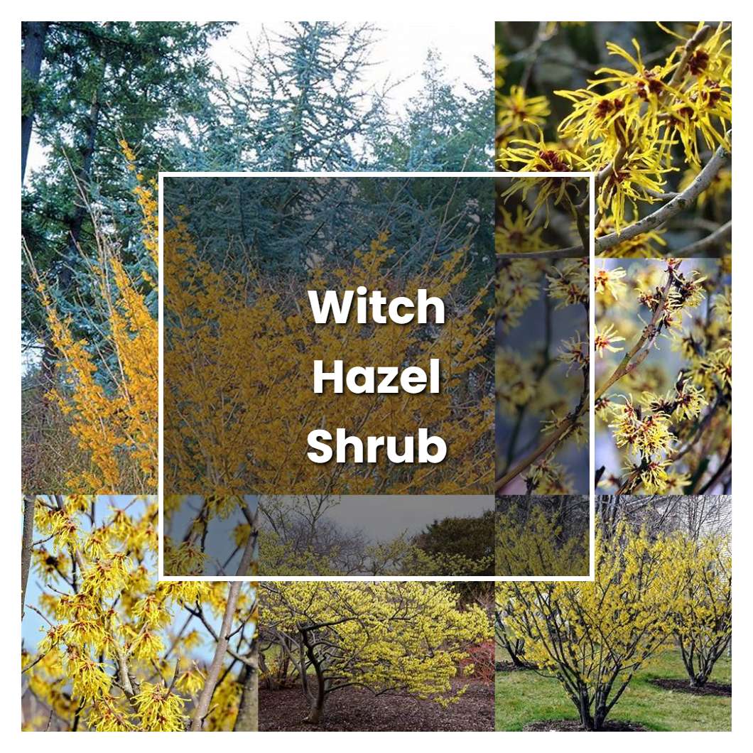 The+best+place+to+plant+witch+hazel+in+your+garden+for+optimal+growth
