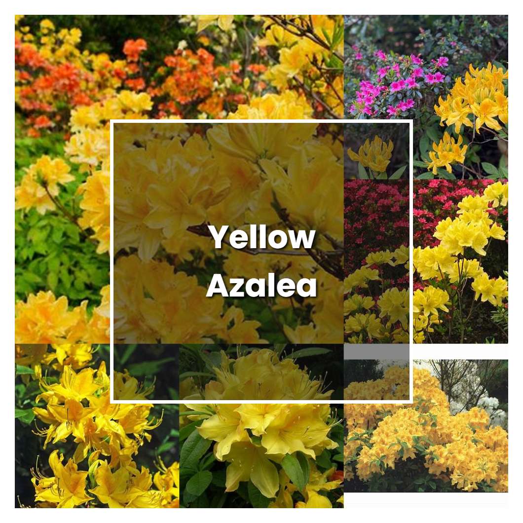 How To Grow Yellow Azalea - Plant Care & Tips | NorwichGardener